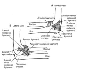 ligament of elbow joint 