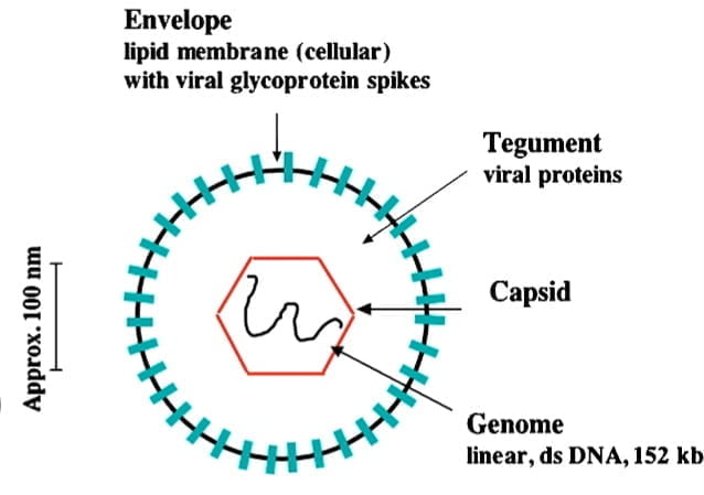 herpes virus