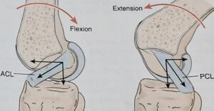 MOVEMENT OF KNEE JOINT