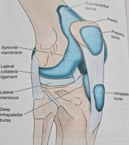 relation of knee joint 