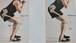 MOVEMENT OF KNEE JOINT