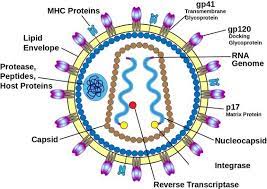 HIV Virus