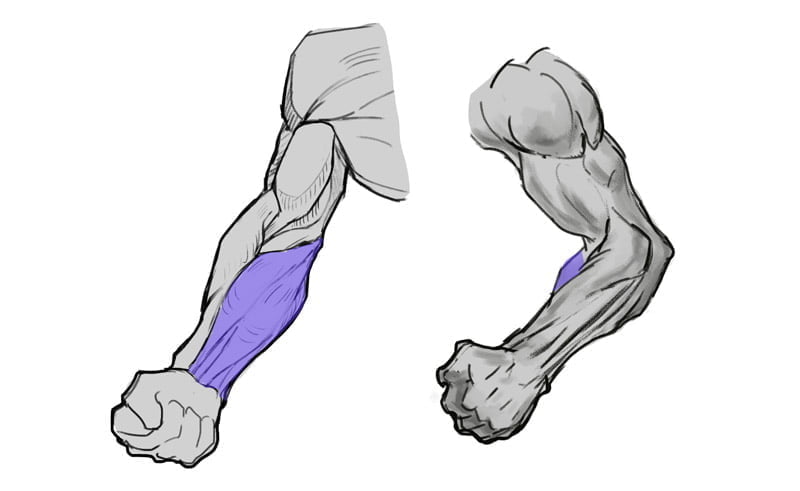 forearm extensor