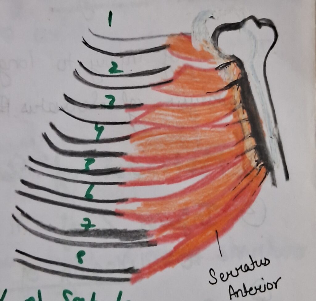 Serratus anterior muscle