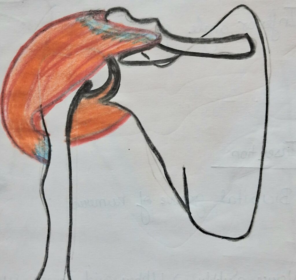 muscle of scapular region