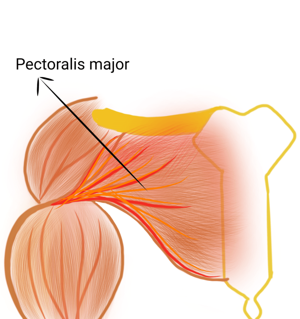 Pectoralis major muscle
