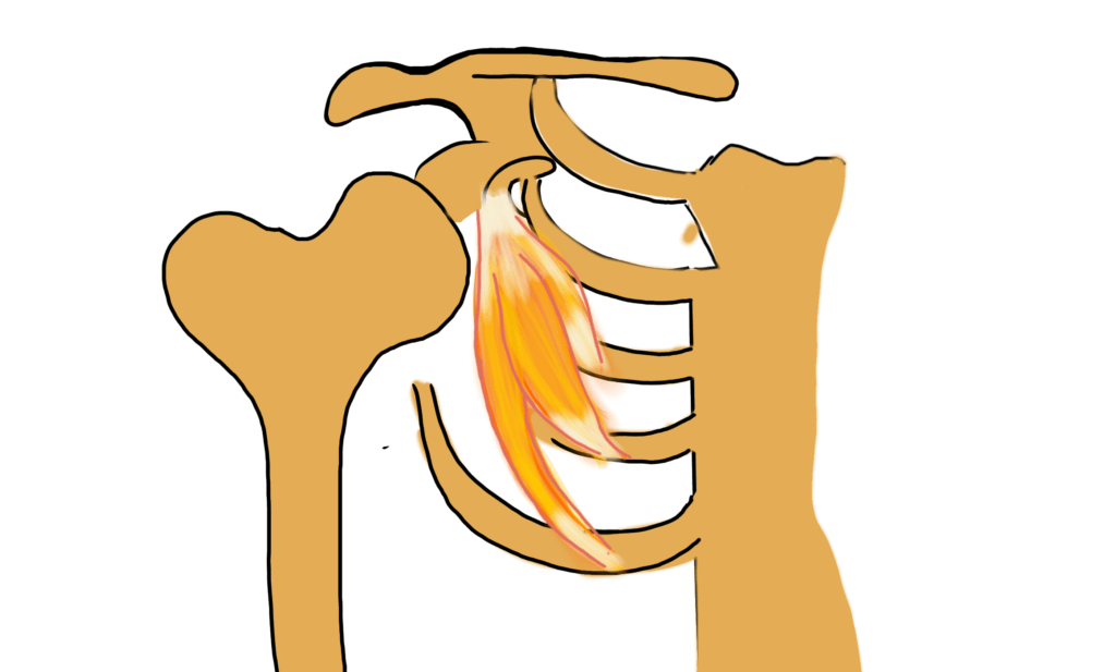 shoulder complex