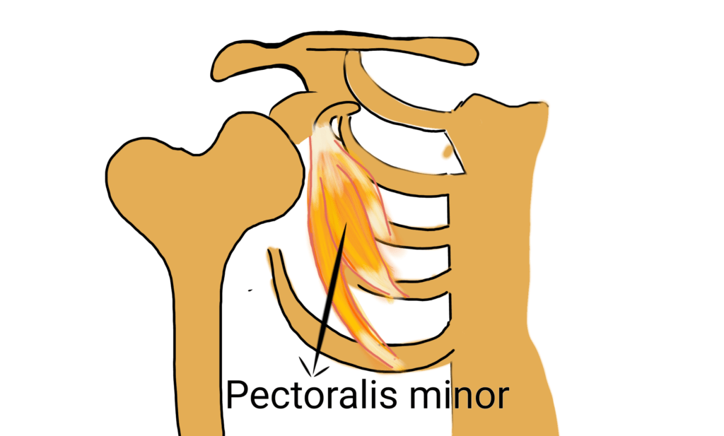 Pectoralis minor muscle
