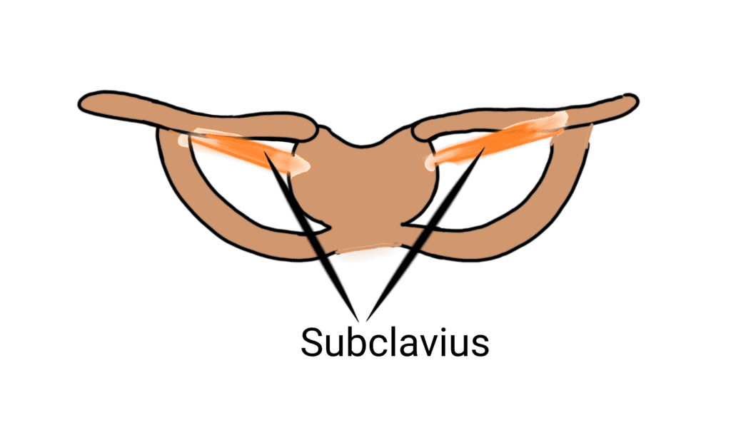 Subclavius muscle