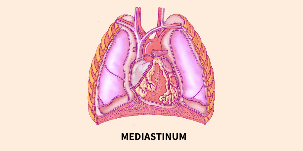 cardiovascular system