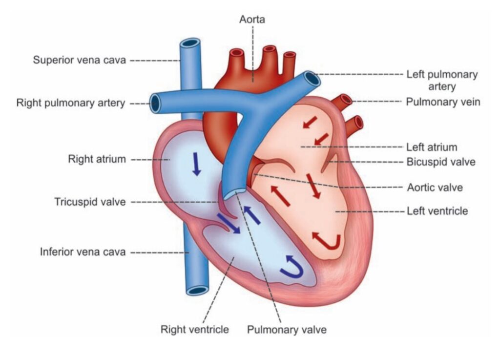 heart and its parts