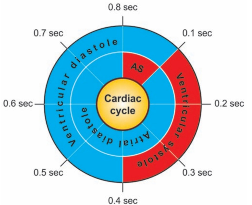 Cardiac cycle