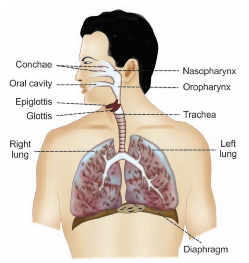 Respiratory system