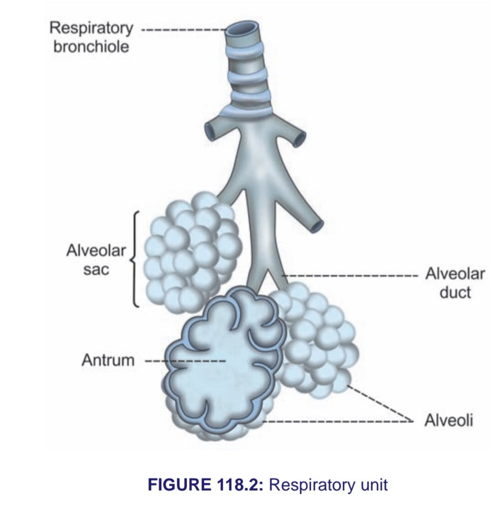 respiratory system
