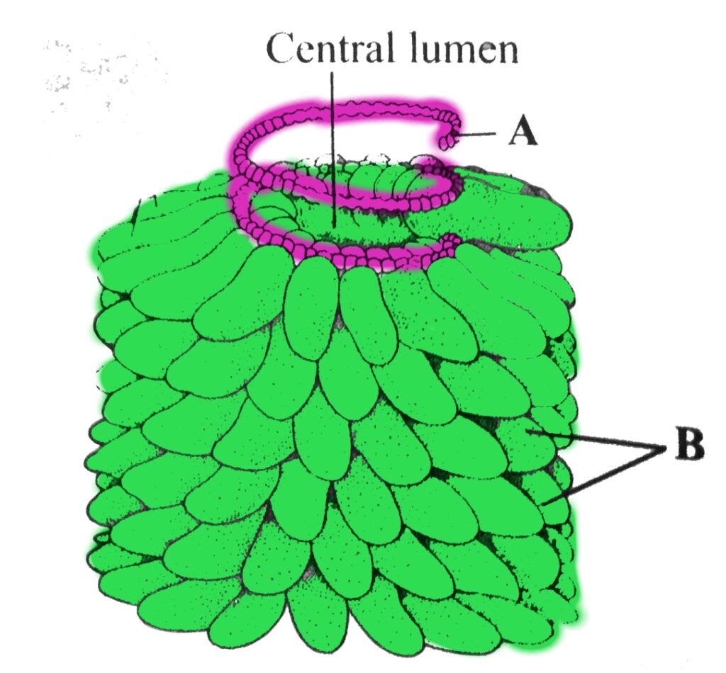 Tobacco mosaic virus diagram