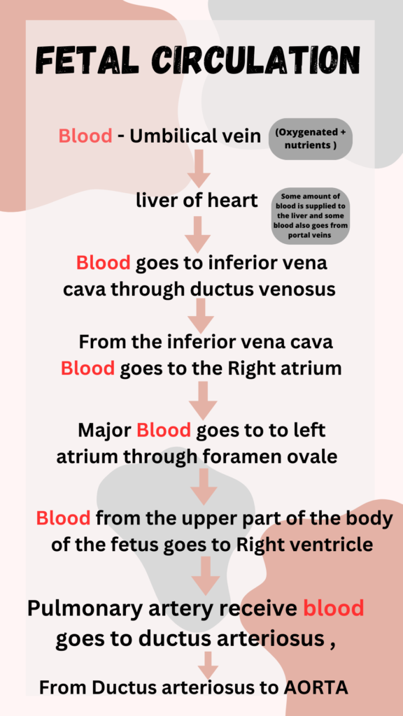 Fetal circulation flow chart