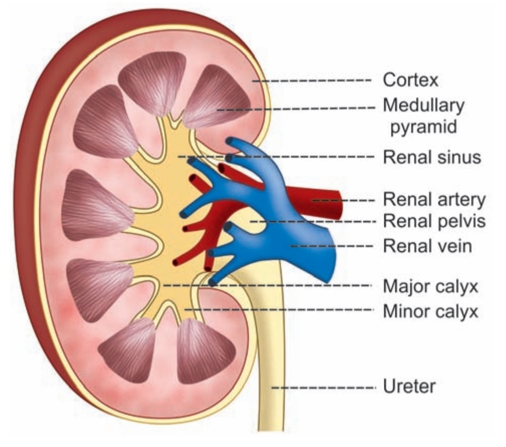 Structure of kidney