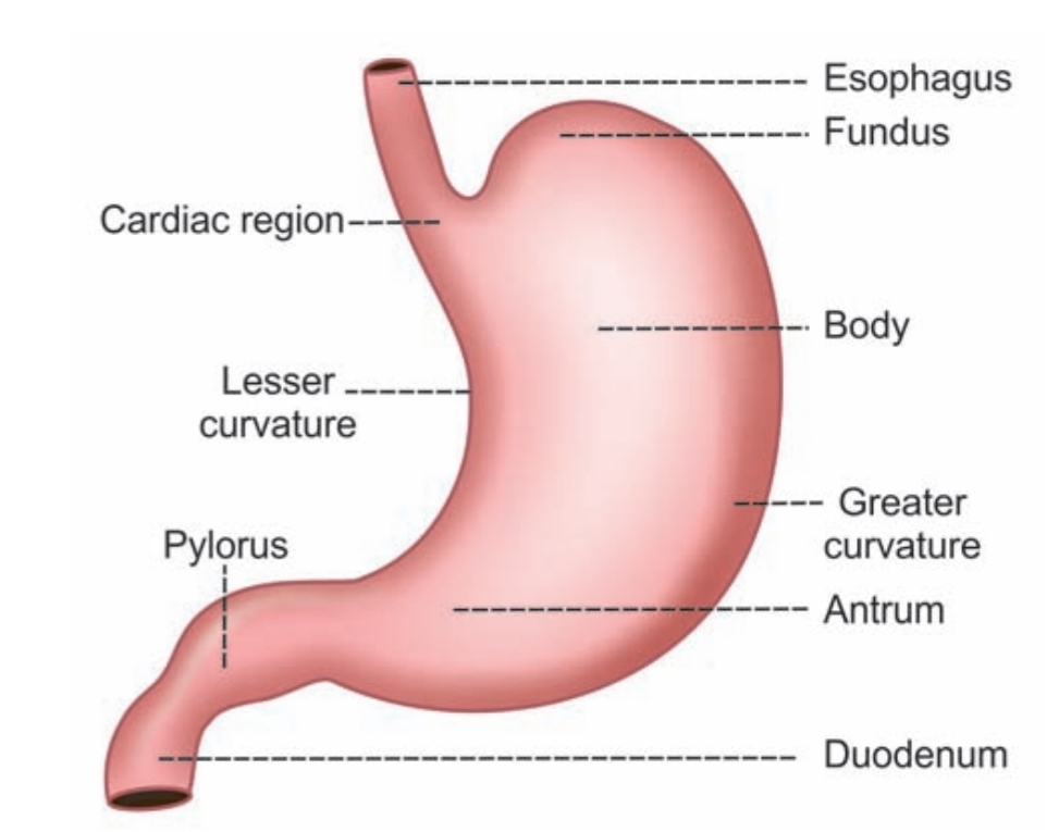 Stomach diagram