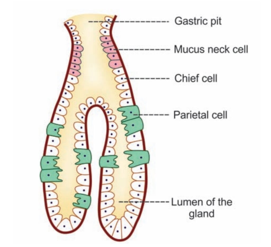 Gastric gland