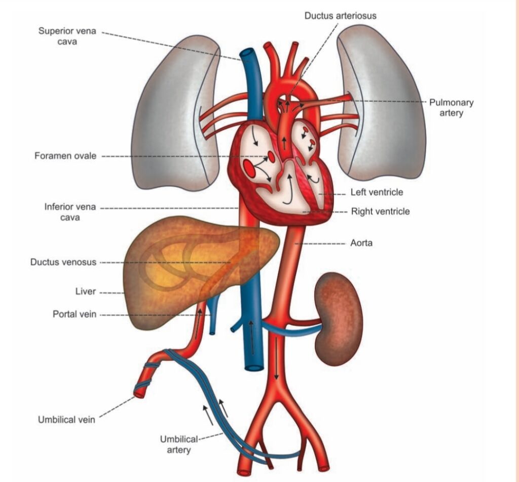 Fetal circulation diagram