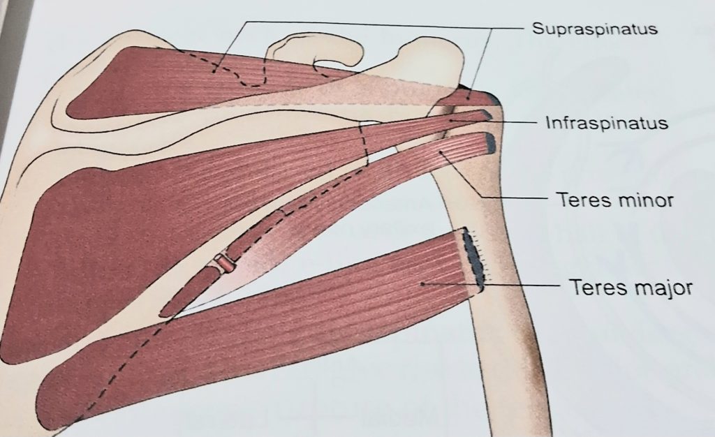 All the rotator cuff muscle
