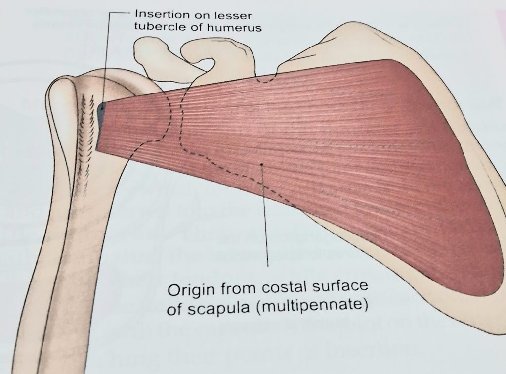All the rotator cuff muscle