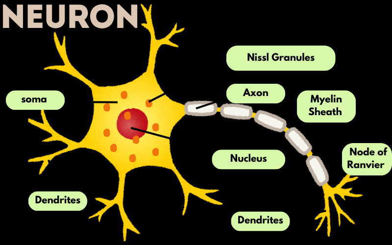 Neuron