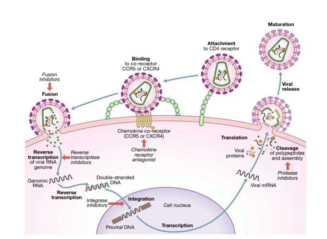 Life cycle of HIV virus
