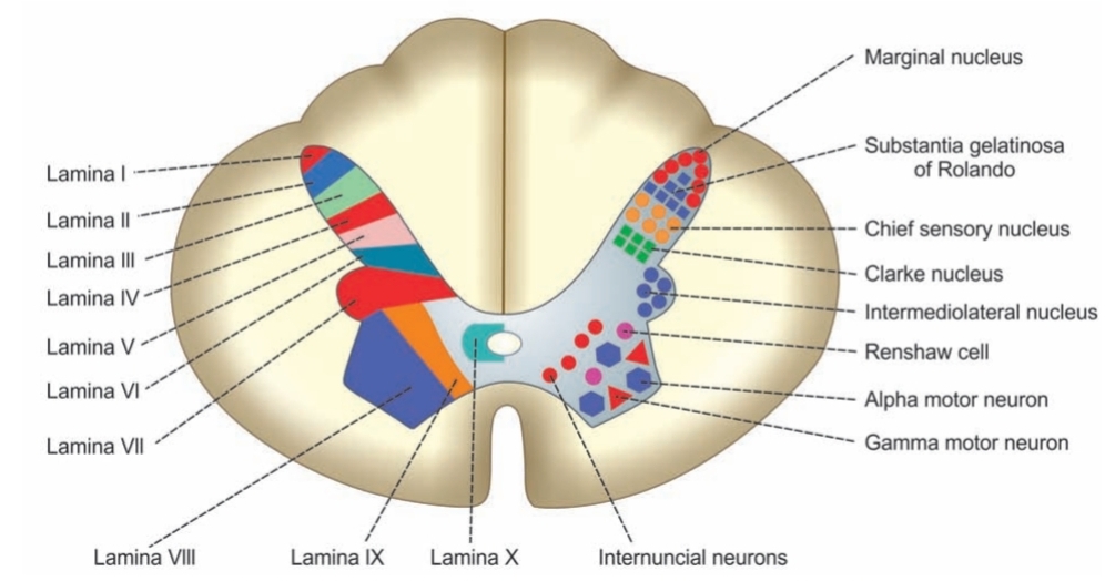 Neurons in Gray Matter of Spinal Cord