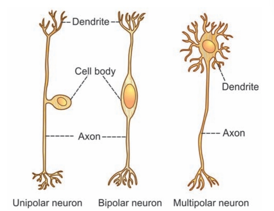 The different type of neuron on basis of pole