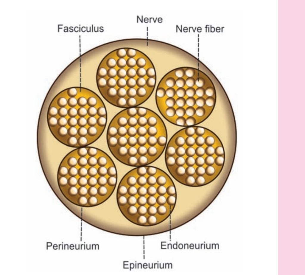 Coverings of Neurons