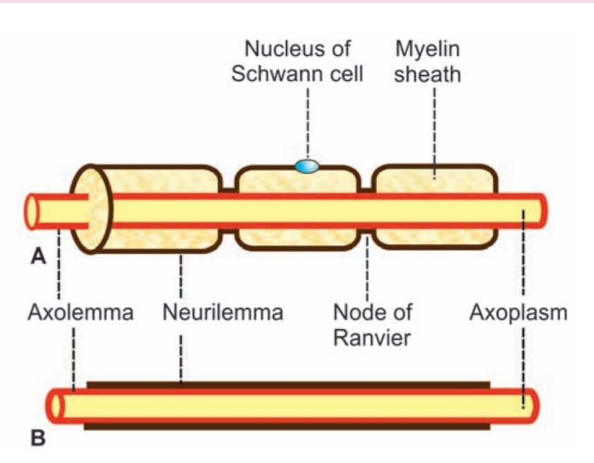 A . myelinated Nerve Fiber: B. Non-myelinated Nerve Fiber:
