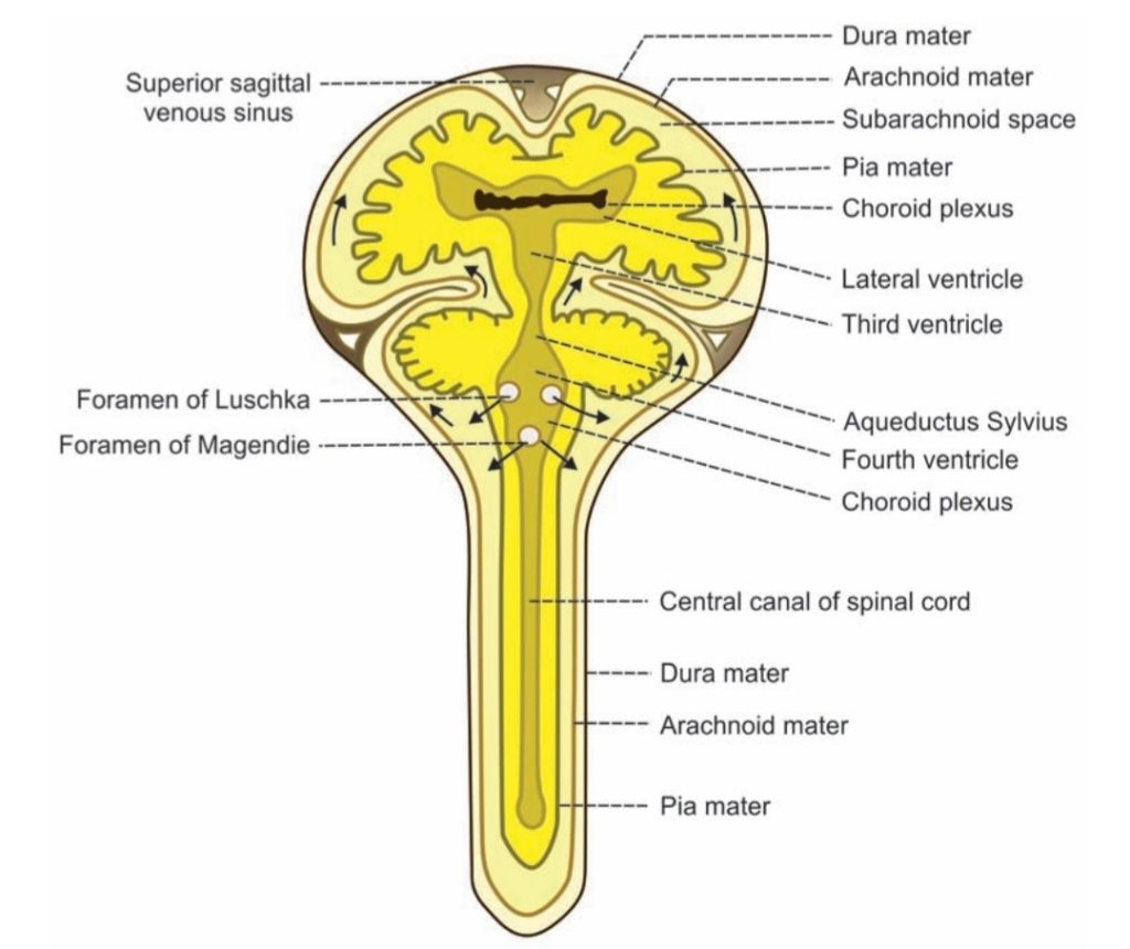 Circulation of CSF