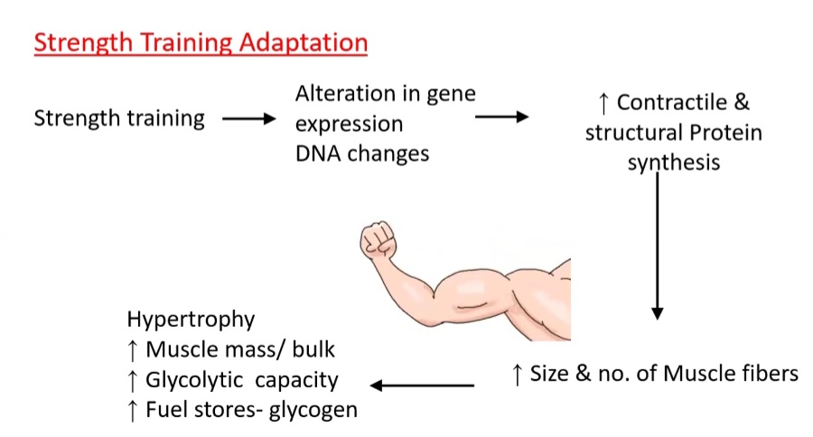 Adaptation of Strength training