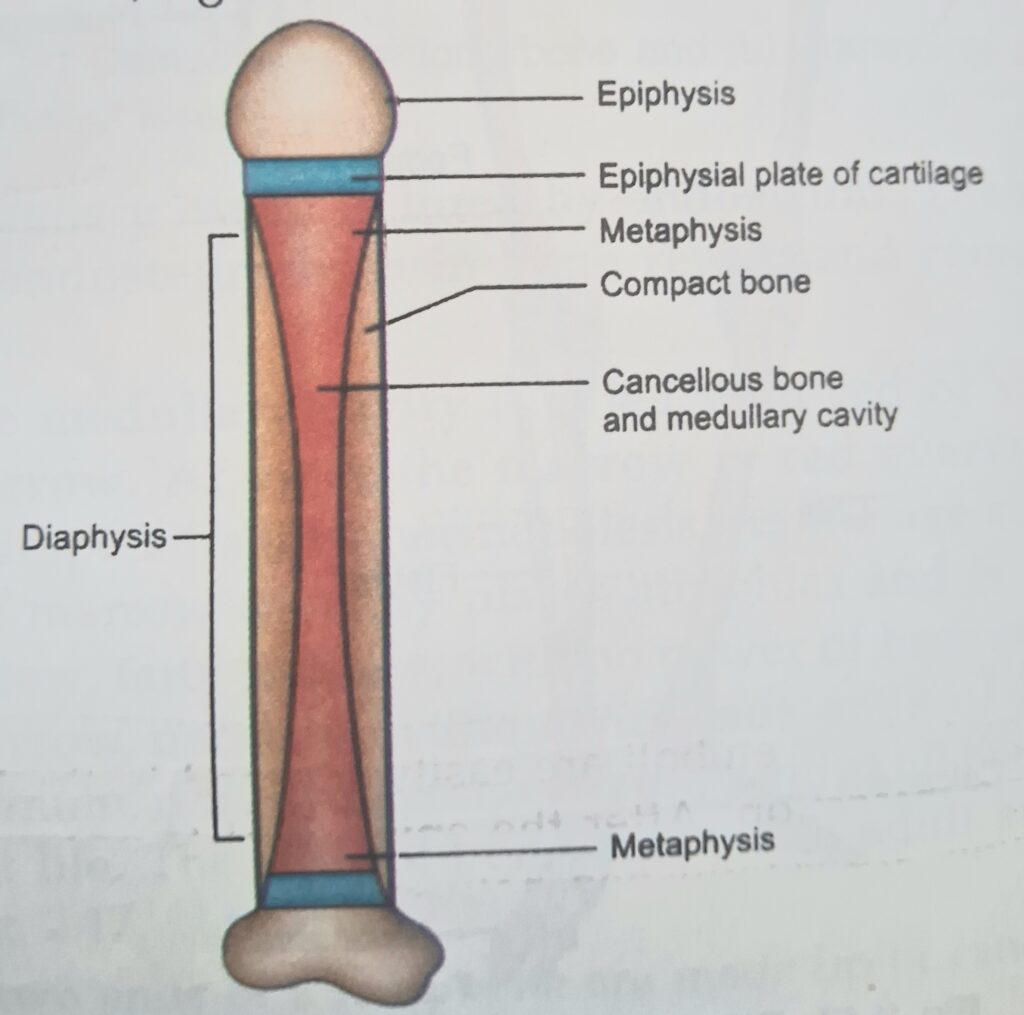 The structure of long bone