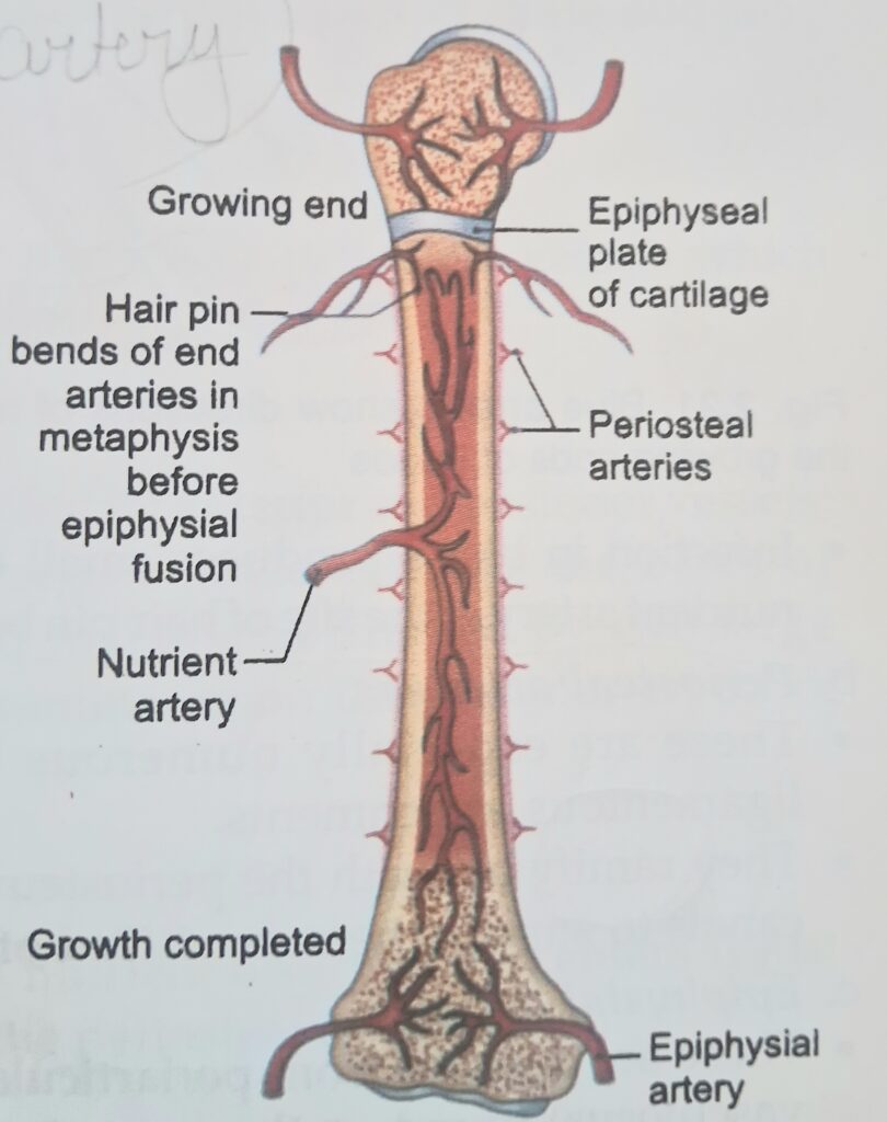 The diagram of blood supply in bone
