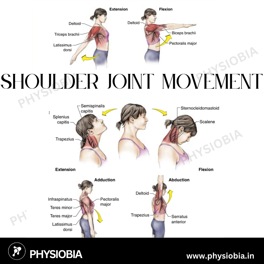 Shoulder Joint Range of motion