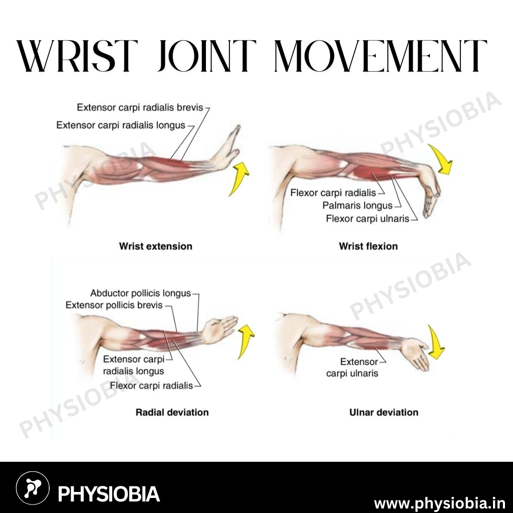Wrist joint range of movement