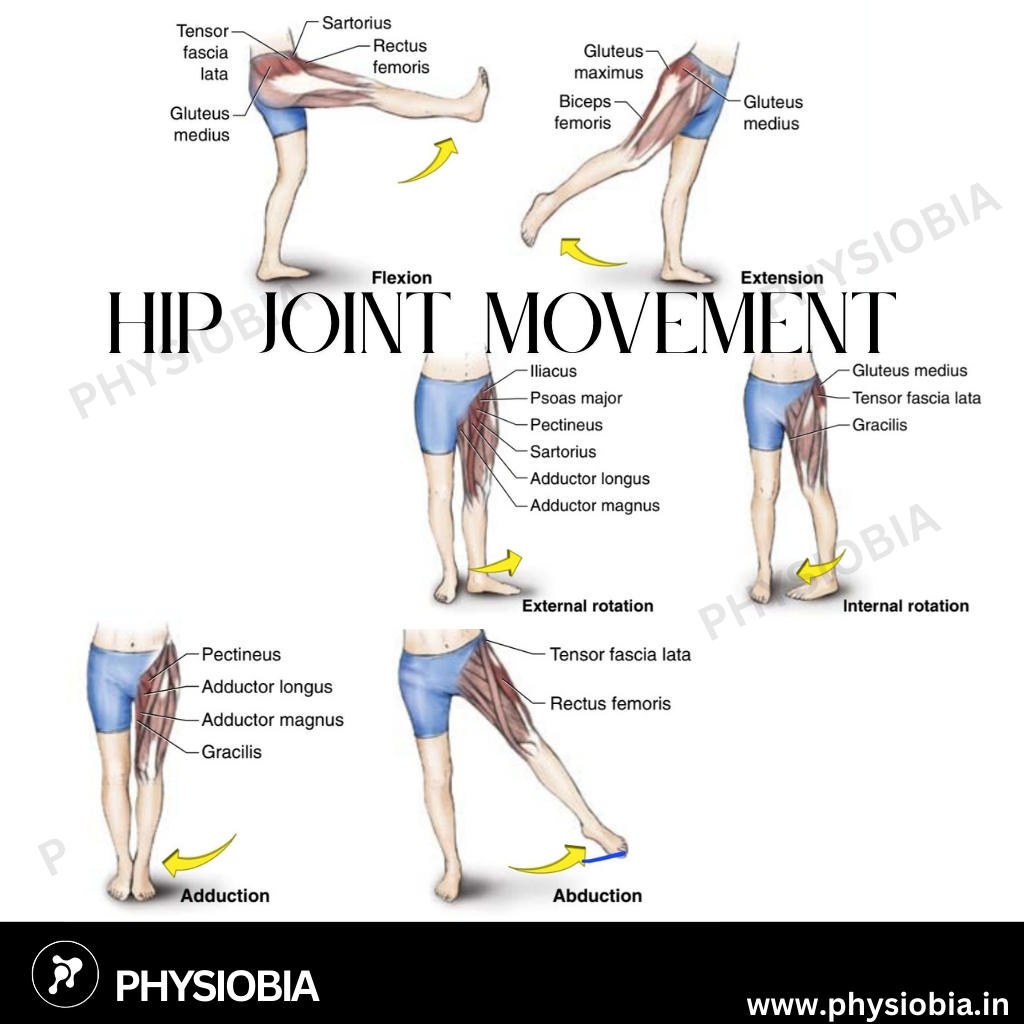 Hip joint Movement