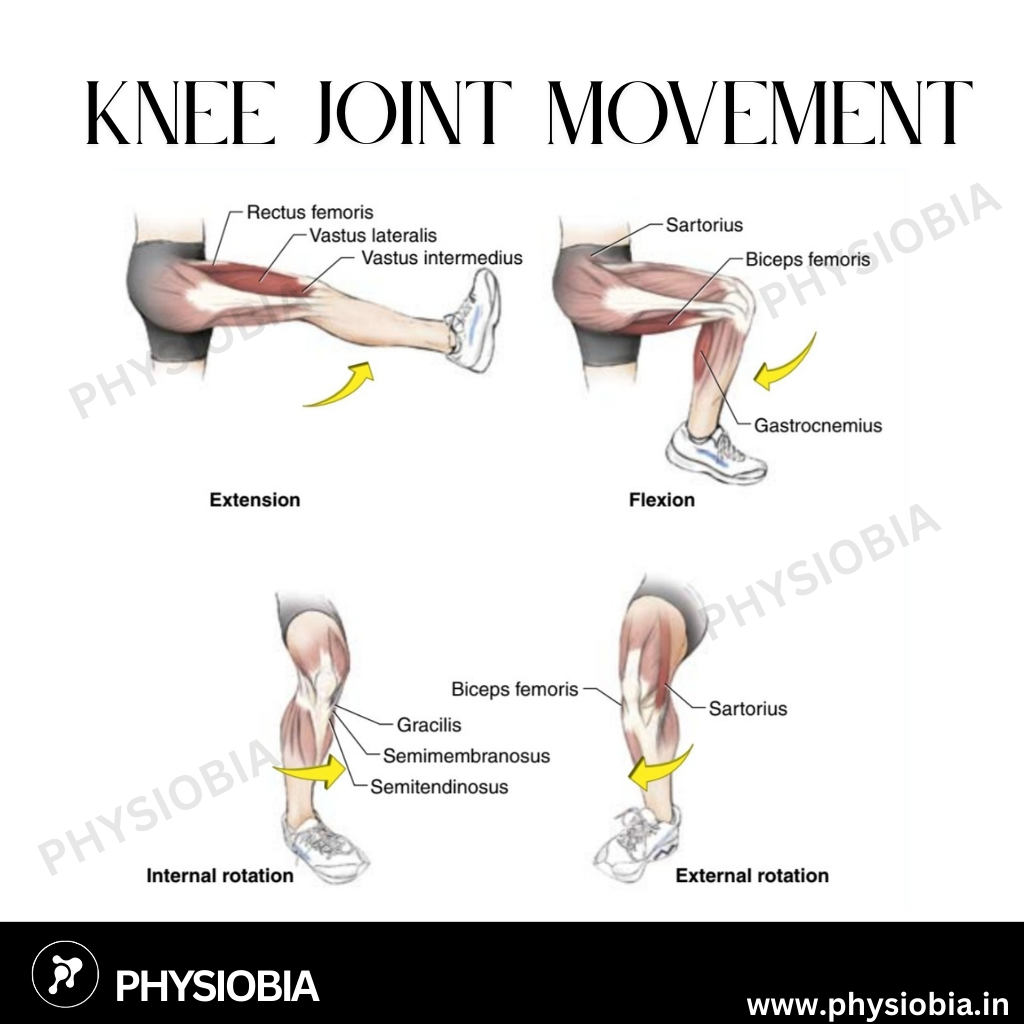 Knee joint Range of motion