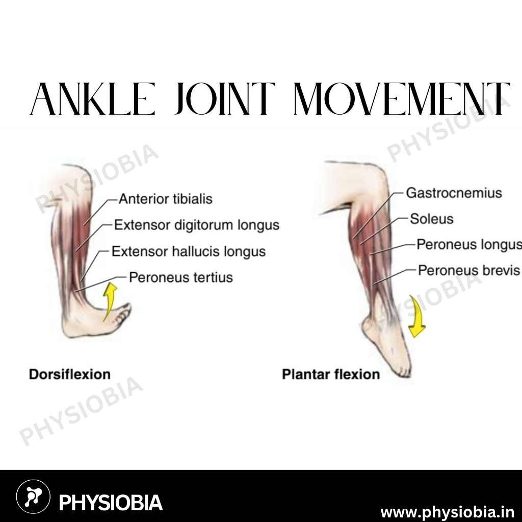 Ankle joint Range of motion