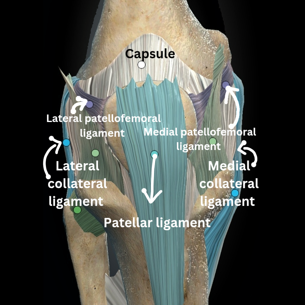 All the knee ligament of knee joint