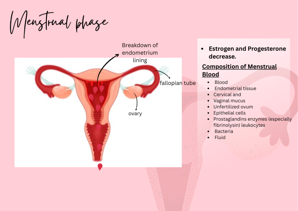 Menstrual Phase