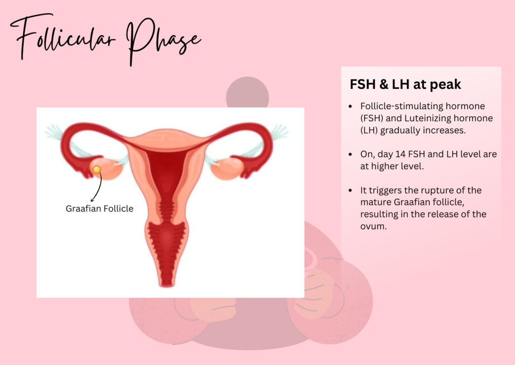 Follicular Phase