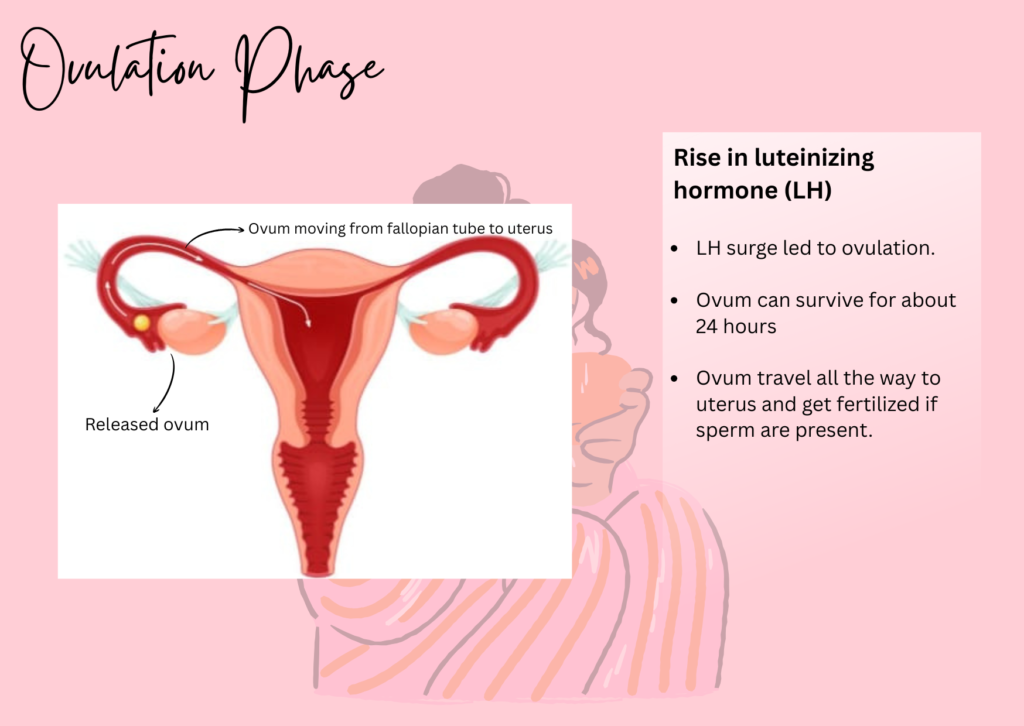Ovulatory Phase