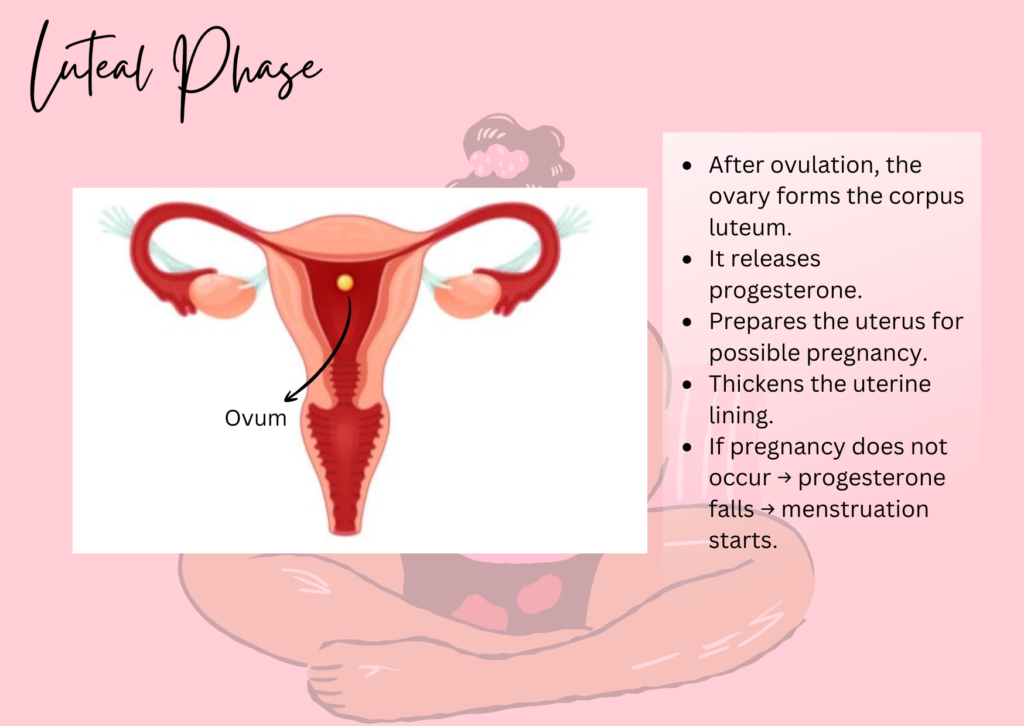 Luteal Phase