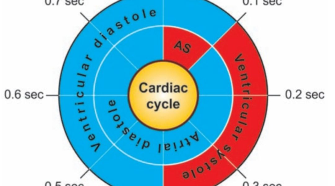Cardiac cycle
